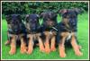 Puppies for sale Czech Republic, Brno German Shepherd Dog