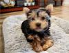 Puppies for sale Lithuania, Sirvintos Yorkshire Terrier