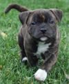 Puppies for sale Cyprus, Nicosia Staffordshire Bull Terrier