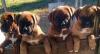 Puppies for sale Sweden,  Boxer