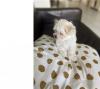 Puppies for sale Netherlands, Enschede Maltese