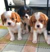 Puppies for sale Germany, Berlin King Charles Spaniel