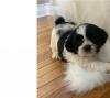 Puppies for sale Netherlands, Borne Shih Tzu