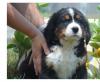 Puppies for sale Netherlands, Valveyk Bernese Mountain Dog