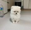 Puppies for sale Germany, Berlin Pomeranian Spitz