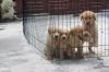 Puppies for sale Germany, Berlin Labrador