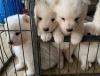 Puppies for sale Netherlands, Groningen Samoyed dog (Samoyed)