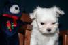 Puppies for sale Netherlands, Amsterdam Maltese
