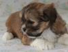 Puppies for sale Netherlands, Dordrecht Lhasa Apso