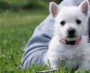Puppies for sale Netherlands, Petten West Highland White Terrier