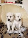 Puppies for sale Canada, Manitoba Golden Retriever