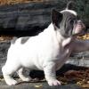 Puppies for sale Germany, Magdeburg French Bulldog