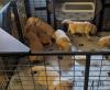 Puppies for sale Netherlands, Bergen aan Zee Golden Retriever