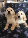 Puppies for sale Germany, Gera Golden Retriever