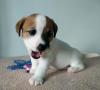 Puppies for sale Germany, Berlin Jack Russell Terrier