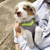 Puppies for sale Germany, Berlin Australian Shepherd