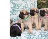 Puppies for sale Netherlands, Amsterdam Pug