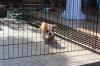 Puppies for sale Germany, Nuremberg English Bulldog