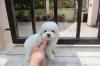 Puppies for sale Germany, Berlin Toy-poodle