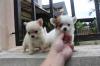 Puppies for sale Germany, Nuremberg Chihuahua