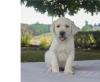 Puppies for sale Netherlands, Rotterdam Labrador Retriever