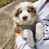 Puppies for sale Germany, Nuremberg Australian Shepherd