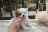 Puppies for sale Germany, Berlin Chihuahua