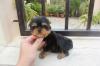 Puppies for sale Germany, Berlin Yorkshire Terrier