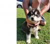 Puppies for sale Netherlands, Rotterdam , Siberian Husky