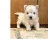 Puppies for sale Canada, Alberta West Highland White Terrier