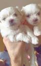 Puppies for sale Netherlands, Eindhoven Maltese