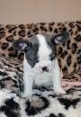 Puppies for sale Germany, Lubeck French Bulldog