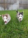 Puppies for sale Netherlands, Breda , Siberian Husky