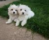 Puppies for sale Netherlands, Oldebroek Maltese
