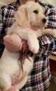 Puppies for sale Netherlands, The Hague Golden Retriever