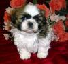 Puppies for sale Romania, Bucharest Shih Tzu