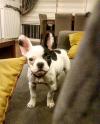 Puppies for sale Hungary, Pech French Bulldog