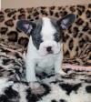 Puppies for sale Denmark, Aalborg French Bulldog