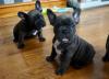 Puppies for sale Hungary, Szekesfehervar French Bulldog
