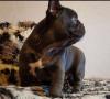 Puppies for sale Denmark, Kopenagen French Bulldog