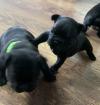 Puppies for sale Germany, Berlin French Bulldog