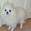 Puppies for sale Spain, Bilbao Pomeranian Spitz