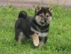Puppies for sale Lithuania, Svencionys , Shiba Inu