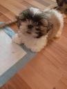 Puppies for sale Sweden, Malmo Shih Tzu