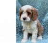 Puppies for sale Netherlands, Maastricht , Cockapoo
