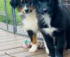 Puppies for sale Netherlands, Amsterdam Australian Shepherd
