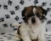 Puppies for sale Netherlands, Valveyk Shih Tzu