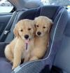 Puppies for sale Netherlands, Amsterdam Golden Retriever