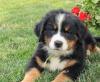 Puppies for sale Netherlands, Tilburg Bernese Mountain Dog