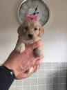 Puppies for sale Germany, Berlin Other breed